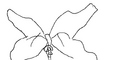 Thumbnail for version as of 12:09, 15 March 2025